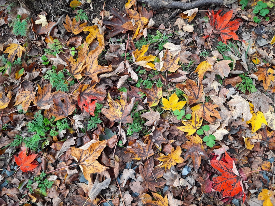 October's Glow: Must-Have Autumn Literary Candles